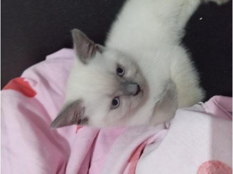 2 aylık 2 adet dişi ve 1 adet erkek kediler