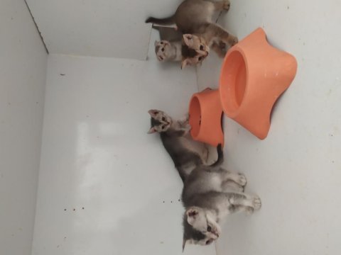 Haziran ve temmuz doğumlu british shorthair yavrularımız
