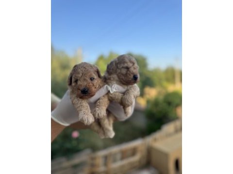 Rezerveye açık 1 aylık toy poodle yavrularımız