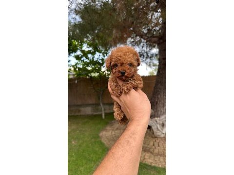 Sağlık ve ırk garantili toy poodle yavrularımız 