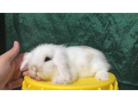 Aşıları tam hollanda lop ve cüce tavşanlarım