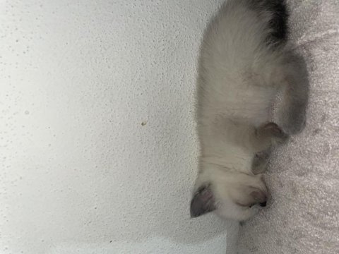Scottish fold 2 aylık yavru
