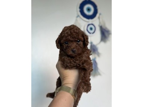 Teacup poodle