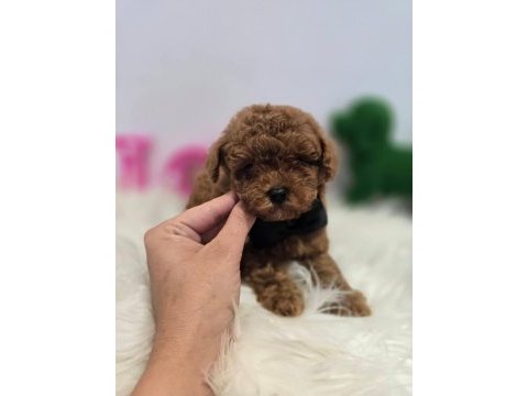 Toy poodle yavruları