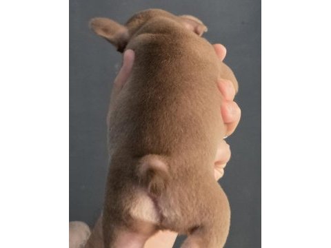 Rojo and tan fluffy carrier french bulldog erkek yavrumuz
