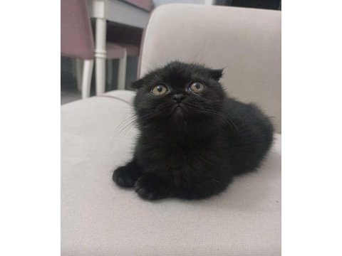 Siyah harika erkek yavru çok uygun puana scottish fold