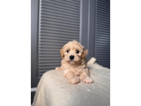 Bebek surat maltipoo yavrularım