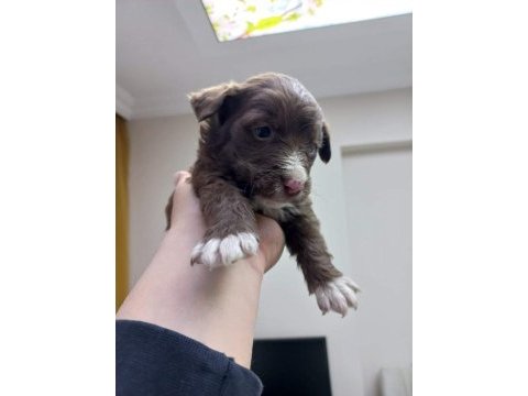 Çok uygun bir haftalık doberman gelen alır yer istanbul