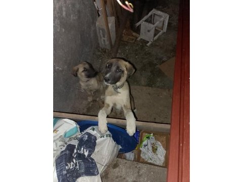 Her ile kangal gönderim vardır