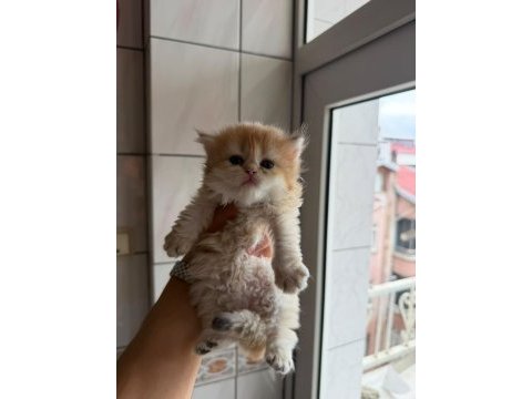 Teslime hazır bebek kedilerimiz