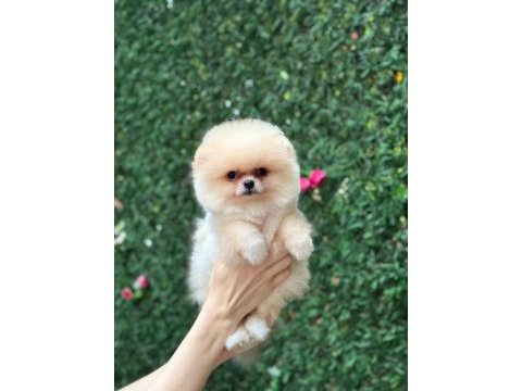 Sağlık ve ırk garantili pomeranian köpekler