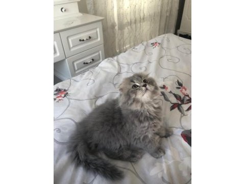 Sahiplendirme scottish fold kedimiz