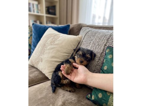 Teacup yorkshire terrier bebeklerimiz