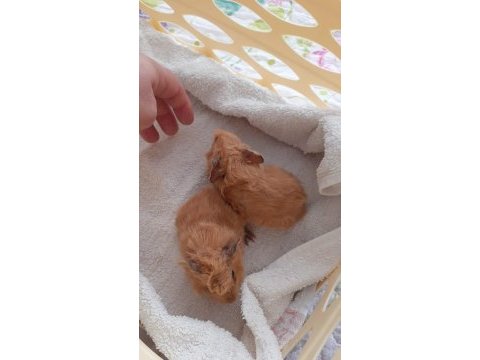 Peruvan ginepig yavrularımız