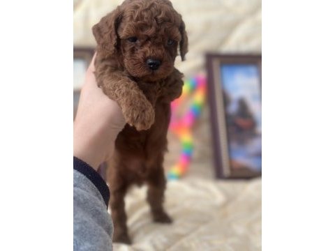 Safkan kore poodle yavrular