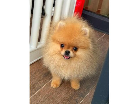 Pomeranian boo ve spıtz ıkı secenekte mevcut