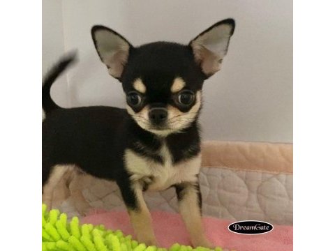 Dünya tatlısı chihuahua yavruları