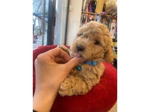 Apricot poodle yavrum