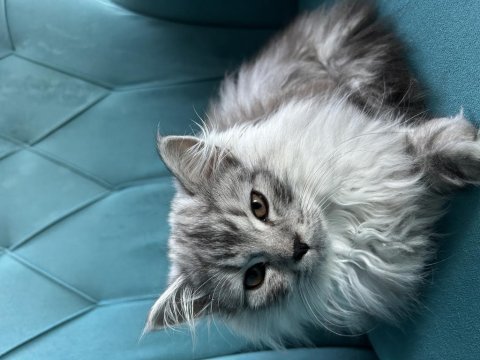 Safkan british longhair