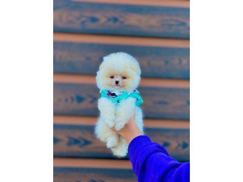 Ayı surat pomeranian yavrularımız