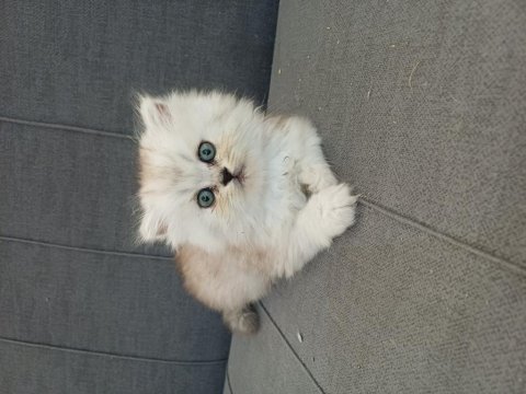 Dişi british longhair