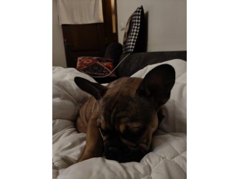 Daha 3 aylık çok tatlı çok sevimli ve uysal french bulldog