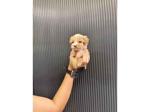 Evde büyüyen tuvalet eğitimli maltipoo yavrular