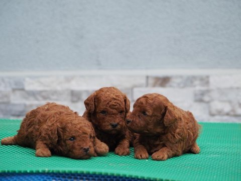 Rezerveye uygun toy poodle