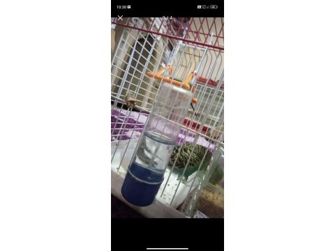 2 tane muhabbet kuşu