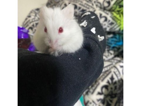 Gonzales hamster