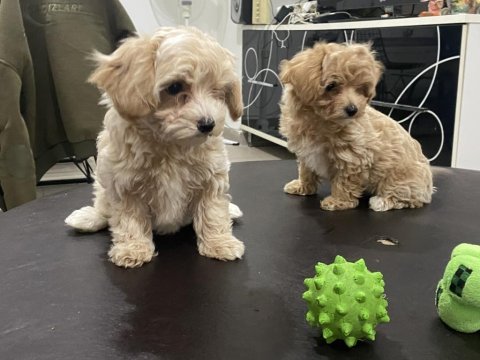 En güzel maltipoo yavrularımız