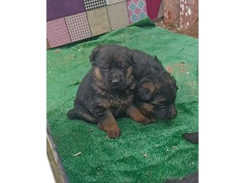 Alman çoban köpeğimiz