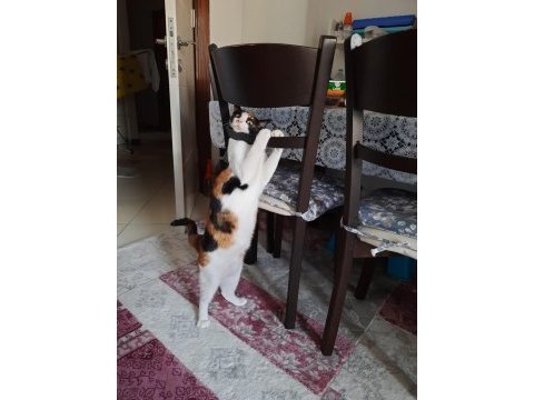 Edremit kedimizi sahiplendirme