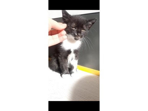 Minik oğlum yuva arıyor