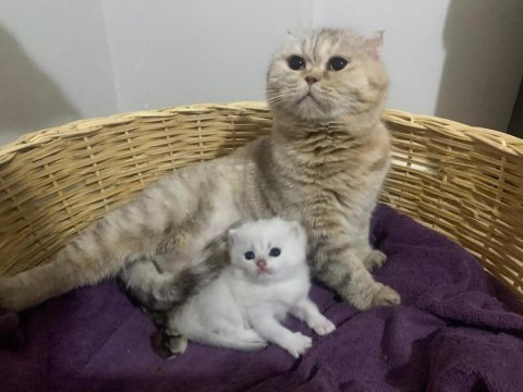 Show kalite safkan scottish fold kedim