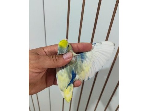Renk renk forpus papağanı