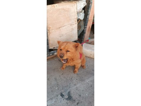 Çok akıllı ve evcil çin aslanı