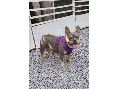 Kurulu düzen damızlık french bulldoglar