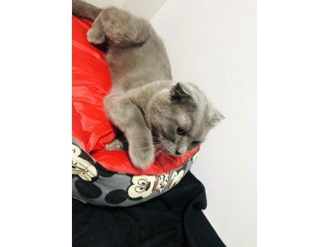 Oğlumuz mıncır scottish fold