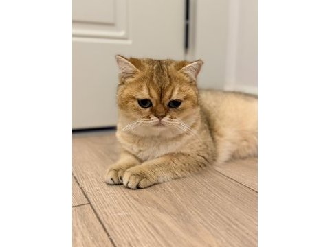 Şecereli ny11 erkek kedimiz
