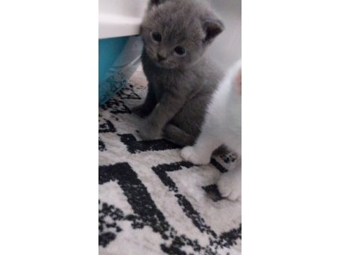 1 aylık sütten kesilince teslim british shorthair