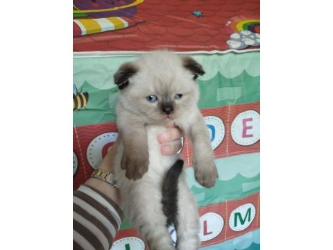British blue point kızımın yavrularıdır