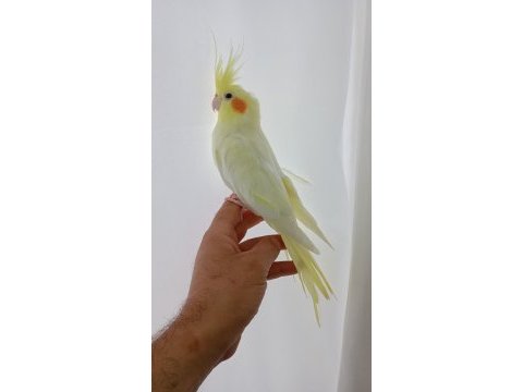 Damızlık sultan papağanları