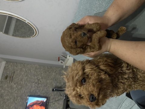 Dünyalar tatlısı toy poodle