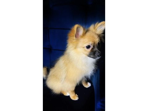 Çok uygun fiyatlı tuvalet eğitimli pomeranian spitz