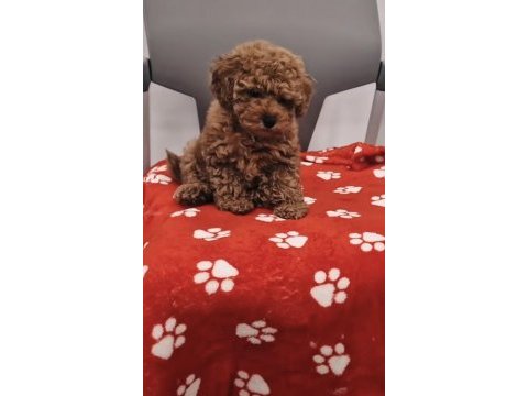 Toy poodle sağlıklı ve bakımlı