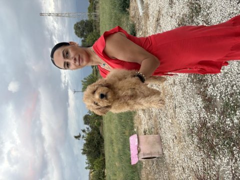 Toy poodle yavrularım sağlık ve arık garantilidir