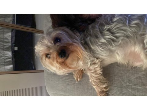Yorkshire terrier teacup