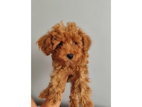 3 aylık erkek toy poodle