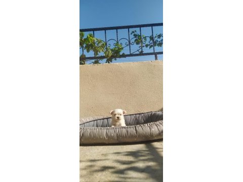 Teslime hazır maltese terrier yavrular
